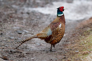 Pheasant Photography by Sporting Photographer Neil Salisbury Betty Fold Gallery